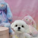 몽실묭실 이미지