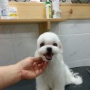 도꾸애견 이미지