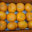 신진농장 | 레드향 선물 추천, 농장에서 직접 선별해 신선함이 달라요 제주 꿈나귤농장