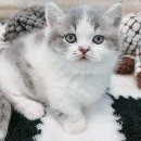 익산고양이분양 인생내캣 | 고양이 분양 절차, 그리고 진짜 책임이란 초보 집사의 리얼 후기
