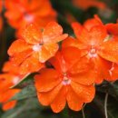 선화양봉 이미지