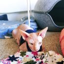 드럼통고양이 이미지