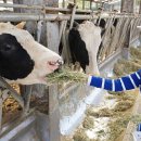 이천목장 이미지