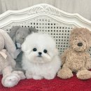 쁘띠숑 네이버블로그