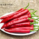 영양고추나라