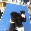 뷰티펫 하우스 이미지