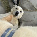 몽통구리 이미지