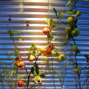 스펀지피시방 이미지