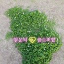 오늘도 클로버