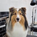 댕댕이 애견미용샵 이미지