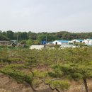 천일조경