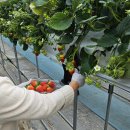 포도향이흐르는마을 | 2월 딸기 체험 추천! 포도향이흐르는마을 딸기체험 가격 및 예약 꿀팁