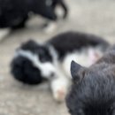 일명농장 이미지