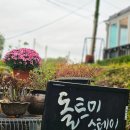 돌트미스테이