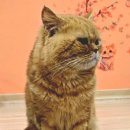 캣카페 낭만고양이 이미지