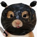 <다이소> 다이소 신상 뷰티템 : 홀리카홀리카 입점 | 발색샷, 제품 솔직 후기