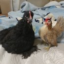 스텐다드블랙 Daum카페