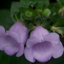 글록시니아 페렌니스 [Gloxinia perennis] 이미지