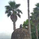 제주중문대포해안주상절리대 이미지