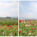 내룡길 티스토리