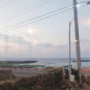 제주에서돌고래를만난다면
