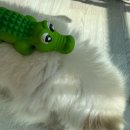 폴리파크범어 | [ 범어 ] 강아지 용품샵🐶 폴리마트 범어점 /24시 강아지용품/강아지 옷가게/강아지 간식