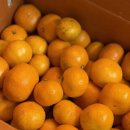 행복농장 5 | 🍊 “겨울의 행복은 한 손에 쏙– 들어오는 달콤한...시작된다!”👉 러블리농장 제주타이백감귤 5kg 후기💛