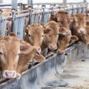 광복축산 이미지