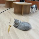 고양이 주택 이미지