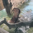 다복튜브