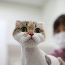 묘신사 그루밍 이미지