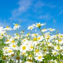 요가라이프 이미지