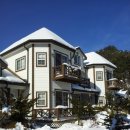 숲속의 별들 이미지