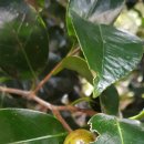 신흥2리(동백마을)농촌체험휴양마을 이미지