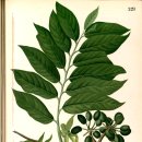 일랑일랑 이미지