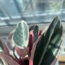 (주)풀로그