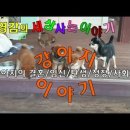 강아지이야기 이미지