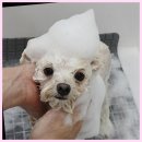 그린펫그루밍 이미지