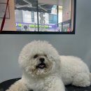 모찌모찌
