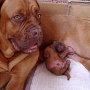 도그(DOGUE) 이미지