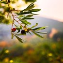 올리브나무 이미지