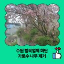 학동지물 | 수원 벌목업체 화단 가로수 나무 제거