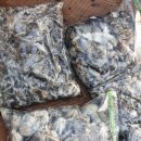 남해쭈꾸미 이미지