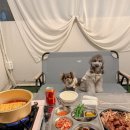 캠핑아일랜드 | [경기/양주] 양주 애견동반식당 지지 아일랜드 캠핑 바베큐장_고기 종류 및 이벤트 정보