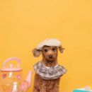 댕댕묭실 이미지