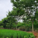 여주-0234 이미지