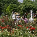 장미축제 이미지