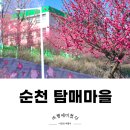 홍매뜨락협동조합 | 탐매마을 홍매화 전남 순천 홍매화명소 홍매화축제