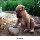 복 이미지