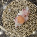 스시하루 이미지